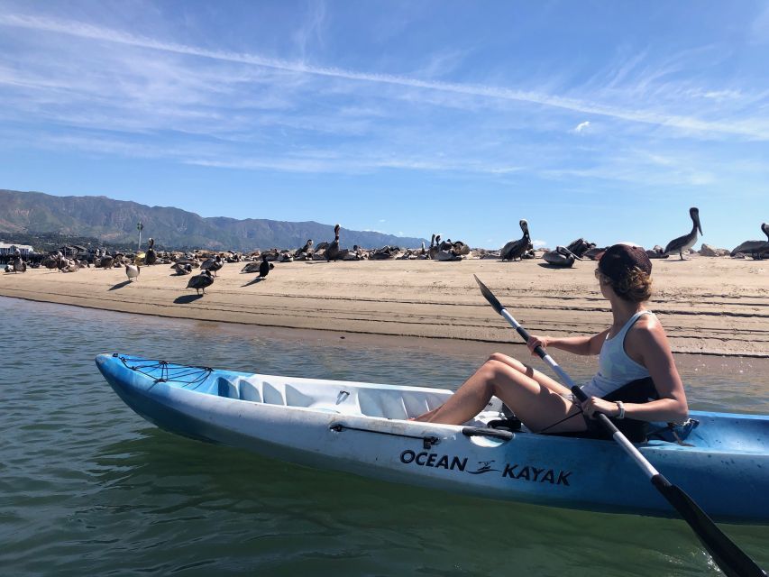 Santa Barbara: 1.5-Hour Harbor Kayak Tour - Key highlights you will actually care about
