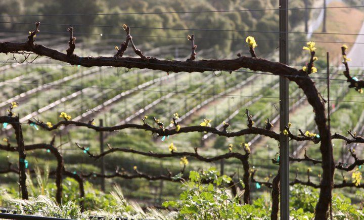 Santa Barbara: 3-Winery Tour Includes Tastings & Lunch inSYV - Practical Tips Before You Go
