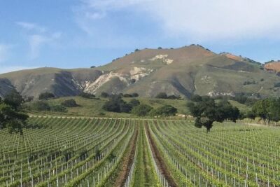Santa Barbara's Original Afternoon Winery Tour - Los Olivos Stop: Village Time Between Tastings