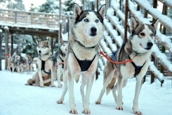 Santa Claus Village Guided Tour & Arctic Animals Adventure - Stop 2: The 500m reindeer safari with a professional musher
