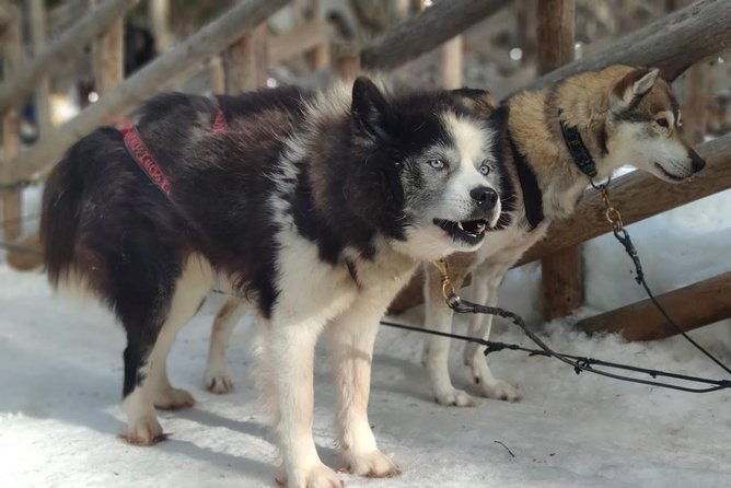 Santa Claus Village Guided Tour & Arctic Animals Adventure - Stop 3: Arctic Circle Husky Park walk, safety briefing, and the 1–2km sled ride