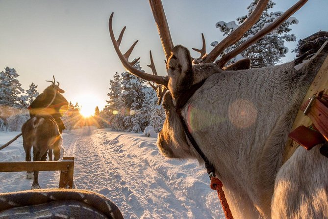 Santa Claus Village Guided Tour & Arctic Animals Adventure - Small-group comfort and the guide effect (including Victor)