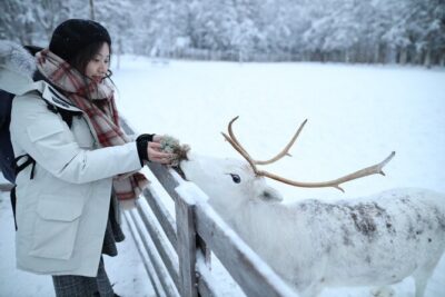 Santa Claus Village, Husky and Reindeers Combo Safari - Reindeer yard: a 400-meter sleigh ride and the farm feel