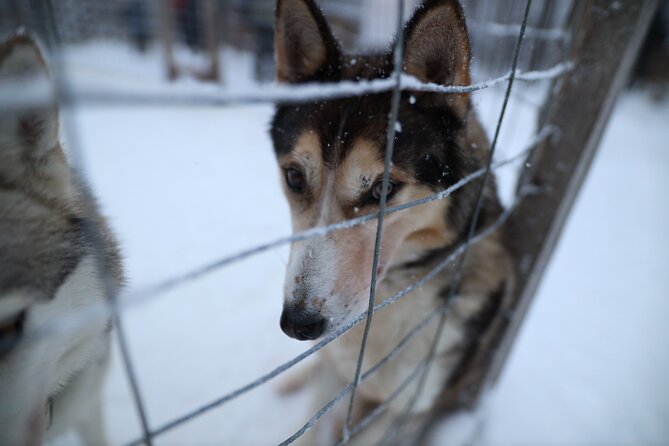 Santa Claus Village, Husky and Reindeers Combo Safari - Price and value: is $252.32 worth it?