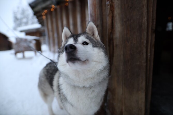 Santa Claus Village, Husky and Reindeers Combo Safari - Should you book this Santa–Husky–Reindeer combo?