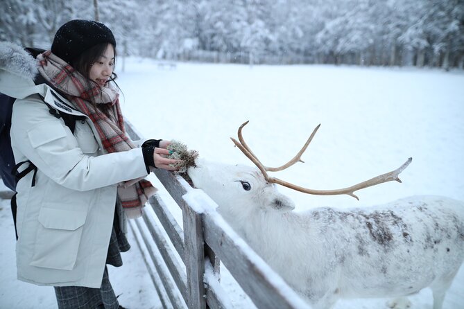 Santa Claus Village, Husky and Reindeers Combo Safari - Reindeer yard: a 400-meter sleigh ride and the farm feel