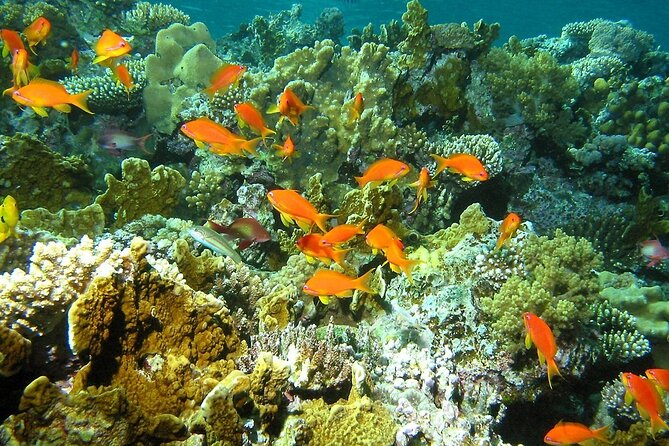 Santa Maria and Chileno Bay Snorkel Adventure Los Cabos - Value and Price: What $95 Gets You (and What Costs Extra)