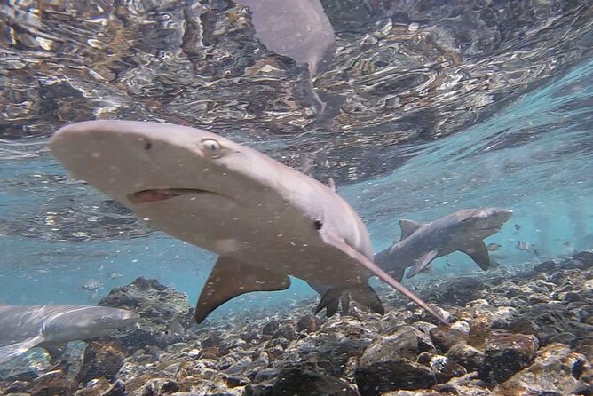 Santa Maria, Sal: All inclusive Salt Lake, Blue Eye and Shark Bay - Price and Value: What $52.14 Buys You on Sal