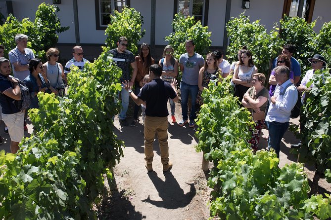 Santa Rita Winery Selection Tour - Santa Rita Winery in Alto Jahuel: Why This 1h10 Tour Works