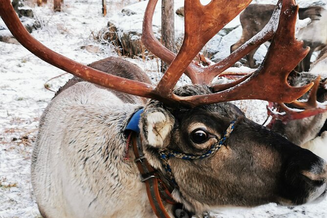 Santa's Reindeer & Husky Safari + Aurora BBQ in Rovaniemi - Animals First: How the Morning Actually Works in Rovaniemi