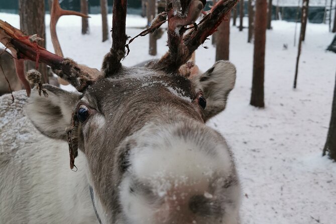 Santa's Reindeer & Husky Safari + Aurora BBQ in Rovaniemi - Husky Safari: Fast Sled Time, Then Dog Stories