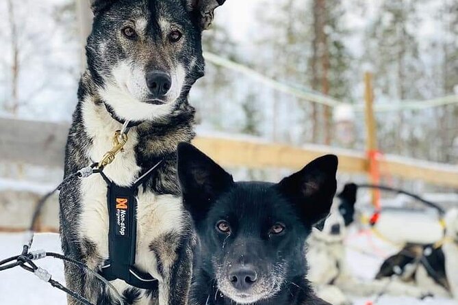 Santa's Reindeer & Husky Safari + Aurora BBQ in Rovaniemi - Aurora Hunt at Night: Two Chances to See the Northern Lights