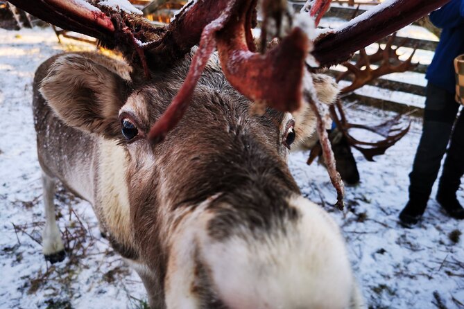 Santa's Reindeer & Husky Safari + Aurora BBQ in Rovaniemi - Aurora BBQ in a Traditional Kota: Warmth and Real Lapland Flavor
