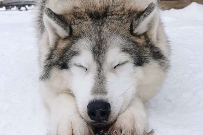 Santa's Reindeer & Husky Safari + Aurora BBQ in Rovaniemi - Reindeer Meet-and-Feed + a Short Ride That Feels Like the Main Event