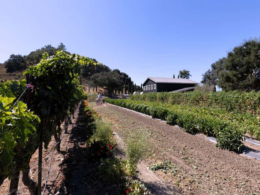 Santa Ynez: 3-Winery Tour Includes Tastings and Lunch - Lunch by Whiskey N Rye: Pick Your Entrée and Keep Going