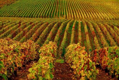 Santa Ynez: Cupcake & Wine Tour (All-Inclusive) - Cupcakes with a wine brain: how the pairing actually helps your tasting