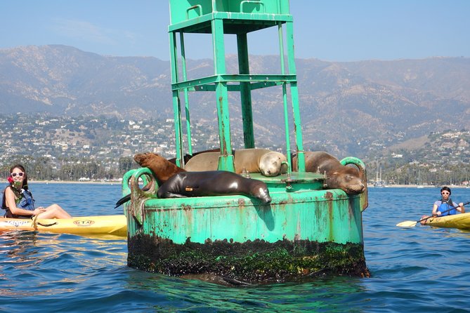 Sea Lion Kayak Tour - Santa Barbara Harbor - Key Things to Know Before You Paddle