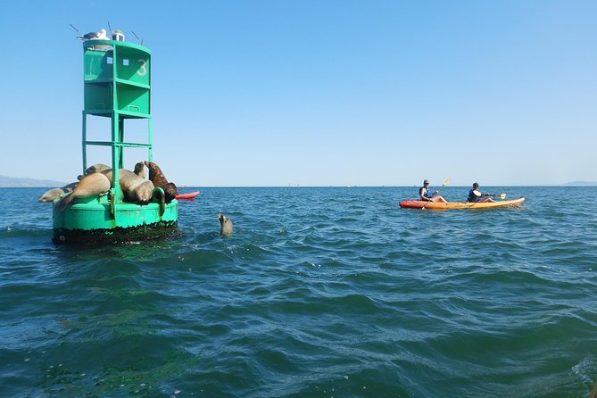 Sea Lion Kayak Tour - Santa Barbara Harbor - Practical Tips So the Day Feels Easy