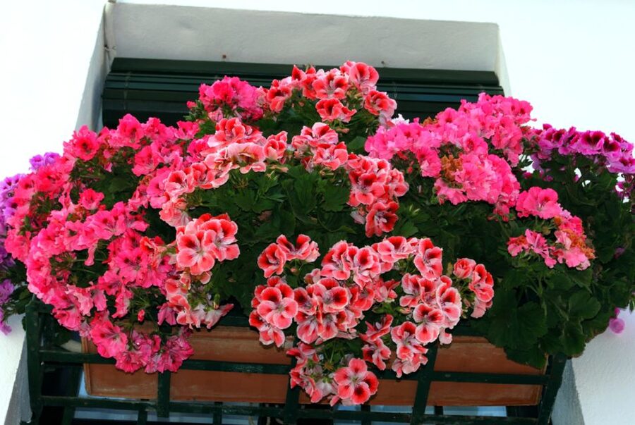 Seville: Barrio de Santa Cruz Small Group Walking Tour - Key takeaways before you go