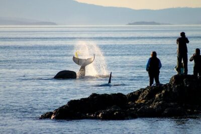 Smartphone Driving Tour between Santa Maria & Monterey 'Big Sur' - Price and Value: $11.99 per Group (Up to 15) Makes It Easy to Justify