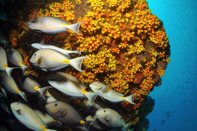 Snorkeling Experience in Santa Maria Bay by boat - Santa Maria Bay by Zodiac: short ride, real wildlife time