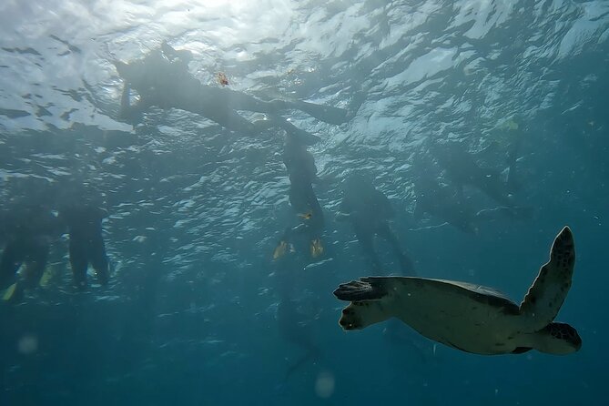 Snorkeling Experience in Santa Maria Bay by boat - Wildlife odds: tropical fish and sea turtles