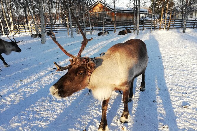 Stockholm Christmas Tour and Food Tasting Experience - Stop 3: Gamla Stans Polkagriskokeri Candy Tasting