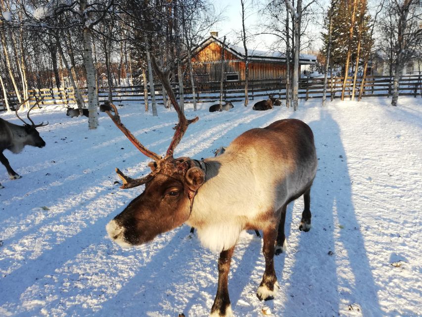 Stockholm: Christmas Traditions & Food Small Group Tour - Gamla Stan and the Old Town Christmas Market: where the season looks real
