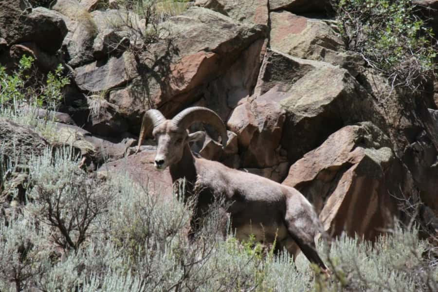 Taos/Santa Fe: Rio Grande Half-Day Float Trip - Gentle Class II Rapids: Enough Excitement, Not a Whitewater Test