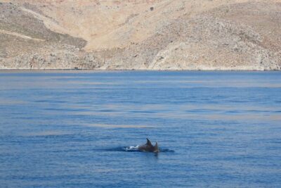 The Santa Maria 3 Island Cruise in the Aegean w/ Free Audio Guide - Price and what you really get for $30.25
