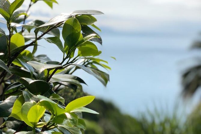 Tour from Genoa to Portofino,Santa Margherita and Camogli - Genoa to the Riviera: Why This Route Works