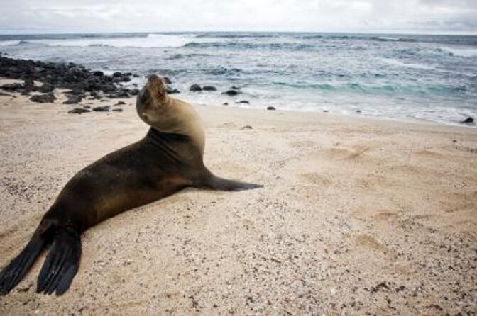 Transfer Airport-hotel in Galapagos Santa Cruz with visit to Giant Tortoises - Key things to know before you go