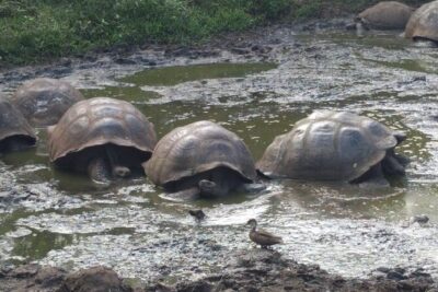 Transfer Airport-hotel in Galapagos Santa Cruz with visit to Giant Tortoises - Step-by-step route: Baltra Airport to the Itabaca Channel ferry