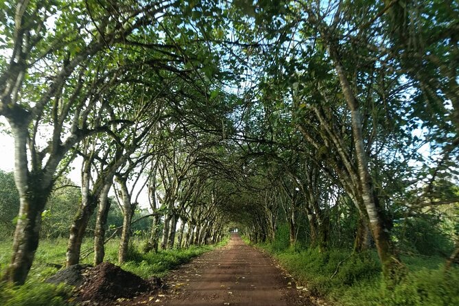 Transfer Airport-hotel in Galapagos Santa Cruz with visit to Giant Tortoises - Rancho Primicias giant tortoises and lava tunnels: what you’ll actually experience