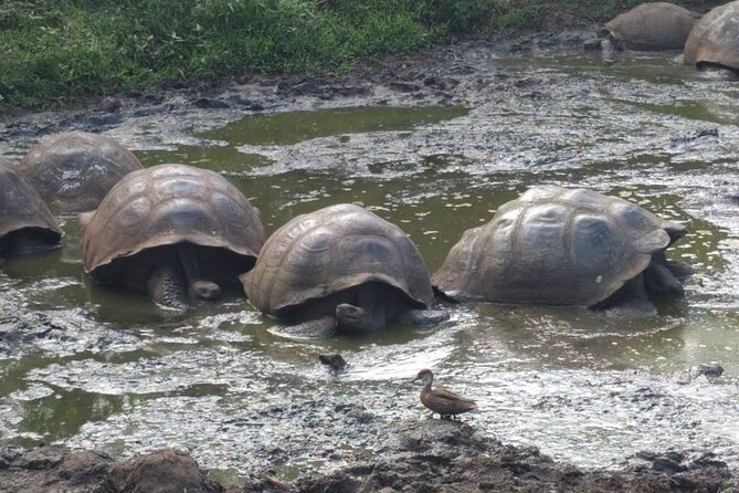 Transfer Airport-hotel in Galapagos Santa Cruz with visit to Giant Tortoises - Step-by-step route: Baltra Airport to the Itabaca Channel ferry