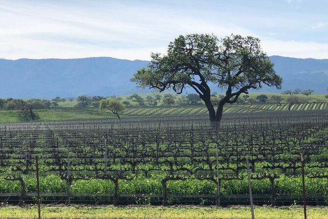 Unique Santa Barbara Wine Country Private Wine Tours and Tastings - A Private 5-Hour Wine Day in Santa Ynez Valley: What You Really Get
