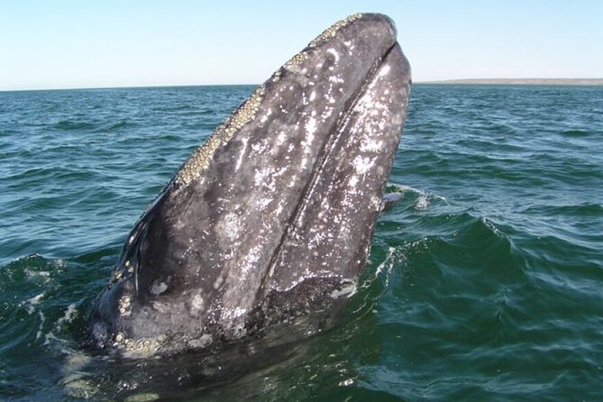 Whale and Wildlife Yacht Cruise in Santa Barbara - Key highlights to look for