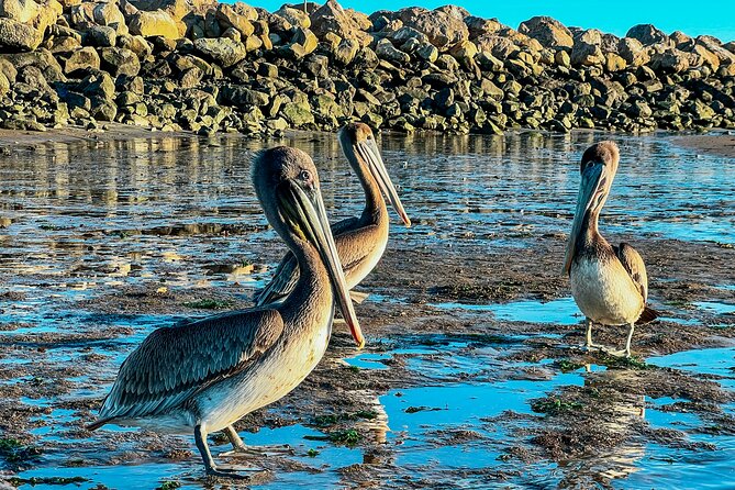 Wildlife Kayak Tour in Santa Barbara Harbor (2 Hours) - Santa Barbara Harbor Kayak Tour: 2 Hours, Not 2 Days