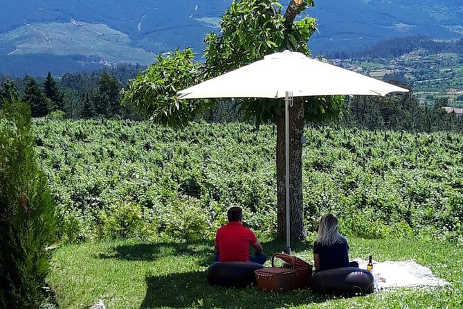 Wine Tasting & Lunch from Porto | Quinta de Santa Cristina - Vineyard Walk: Seeing Grapes in Their Real Setting