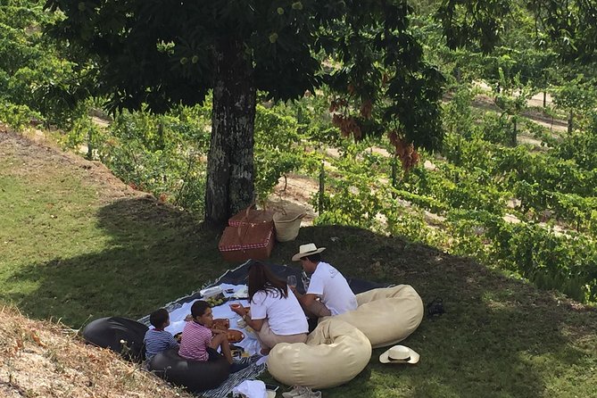 Wine Tasting & Lunch | Quinta de Santa Cristina Vinho Verde - Inside the winery: from grapes reception to bottling and labeling