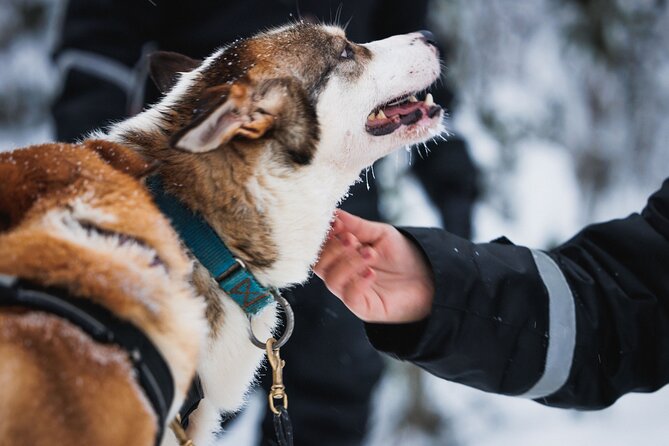 Winter highlights: Snowmobile, Arctic Animals And Santa<code>s Village – Key Things To Know Before You Go’ /></p>
<ul>
<li><strong>Warmth is built in</strong>: you get winter overalls, boots, socks, gloves, helmet, and a balaclava.</li>
<li><strong>You’ll meet animals by sleigh</strong>: a short reindeer ride plus a husky sled ride with drivers/staff.</li>
<li><strong>Driving rules are strict</strong>: bring a real, valid license if you want to operate the snowmobile.</li>
<li><strong>It’s not a private tour</strong>: the group max is 40, and snowmobiles are shared (with an option to drive solo).</li>
<li><strong>Kids get a special mini-track</strong>: there’s a short mini-snowmobile session for shorter children (height cutoffs are listed as under 140 cm, with operator info also noting under 150 cm).</li>
<li><strong>Santa Village includes free exploration time</strong>: you get a dedicated window for the Christmas atmosphere and Arctic Circle crossing.</li>
</ul>
<h2 id="rovaniemi-in-winter-why-this-mix-works">Rovaniemi in Winter: Why This Mix Works</h2>
<p><img width="667" height="446" decoding="async" src=